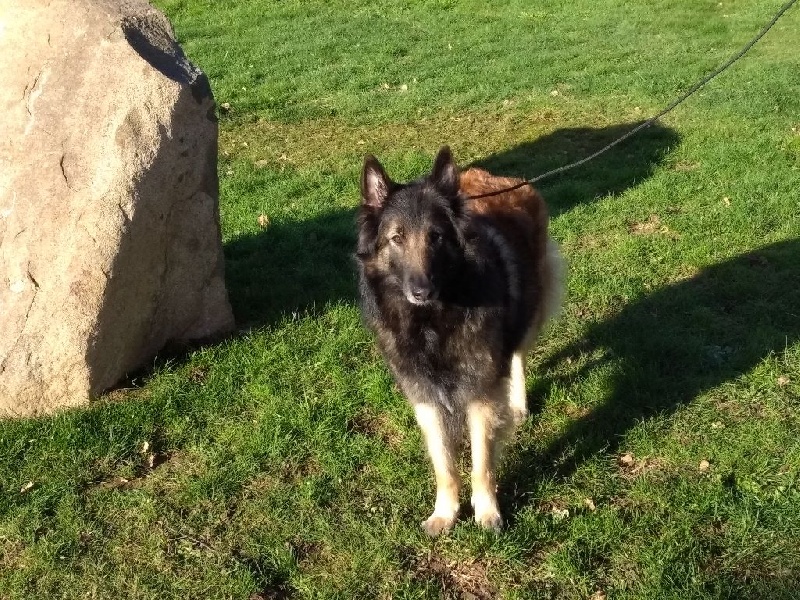 Iapha du Joli CouCou